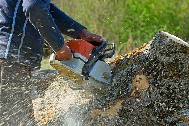 Best Emergency Tree Removal  in Des C, AR